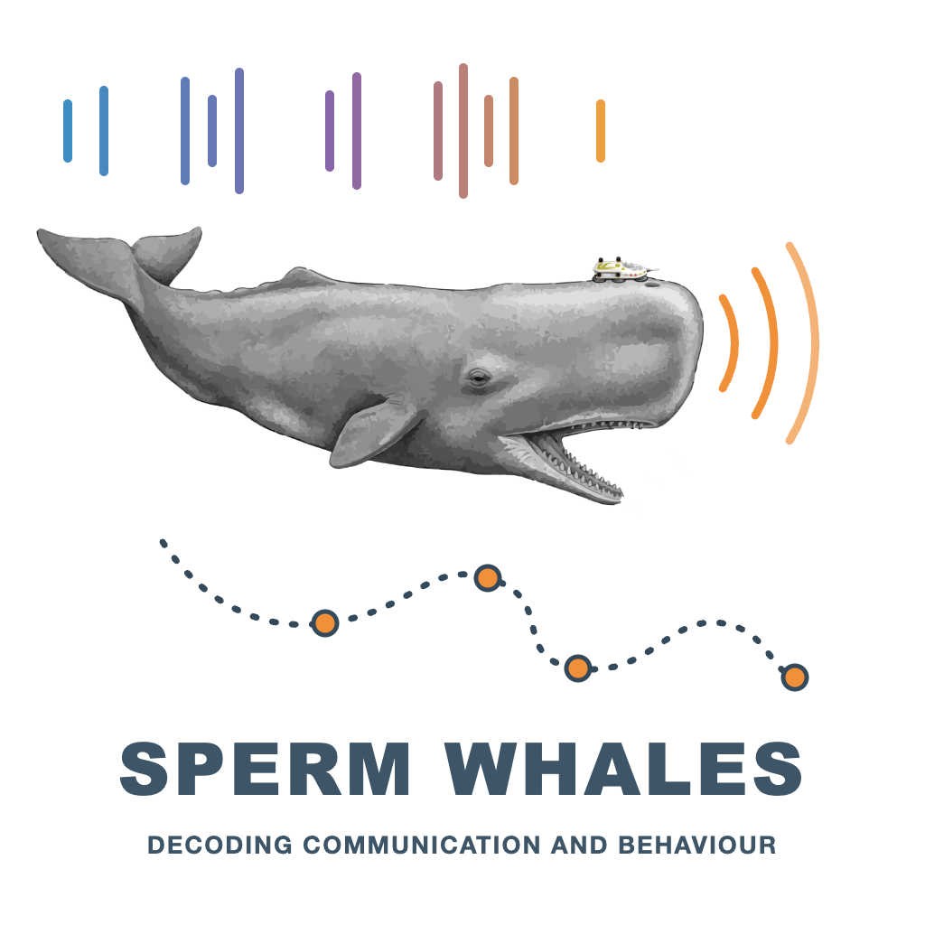 Sperm whale communication and behaviour